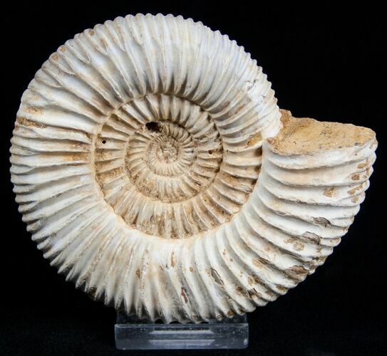 Inch Perisphinctes Ammonite - Jurassic #1949